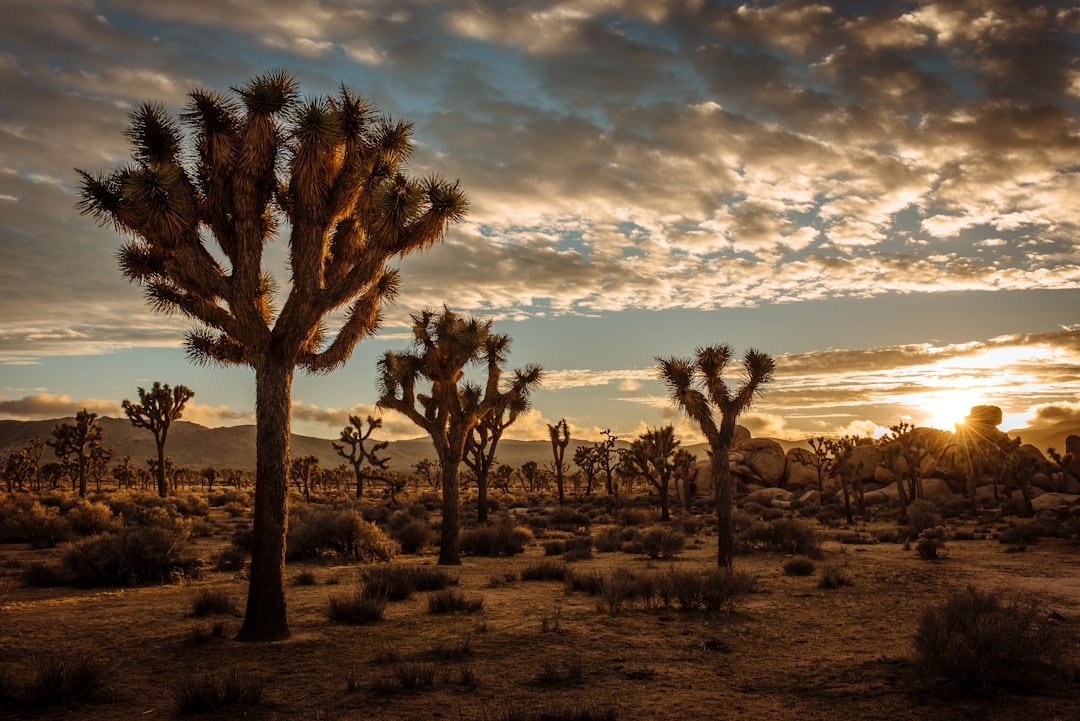 Joshua Tree National Park Camping Tips for a Perfect Outdoor Experience