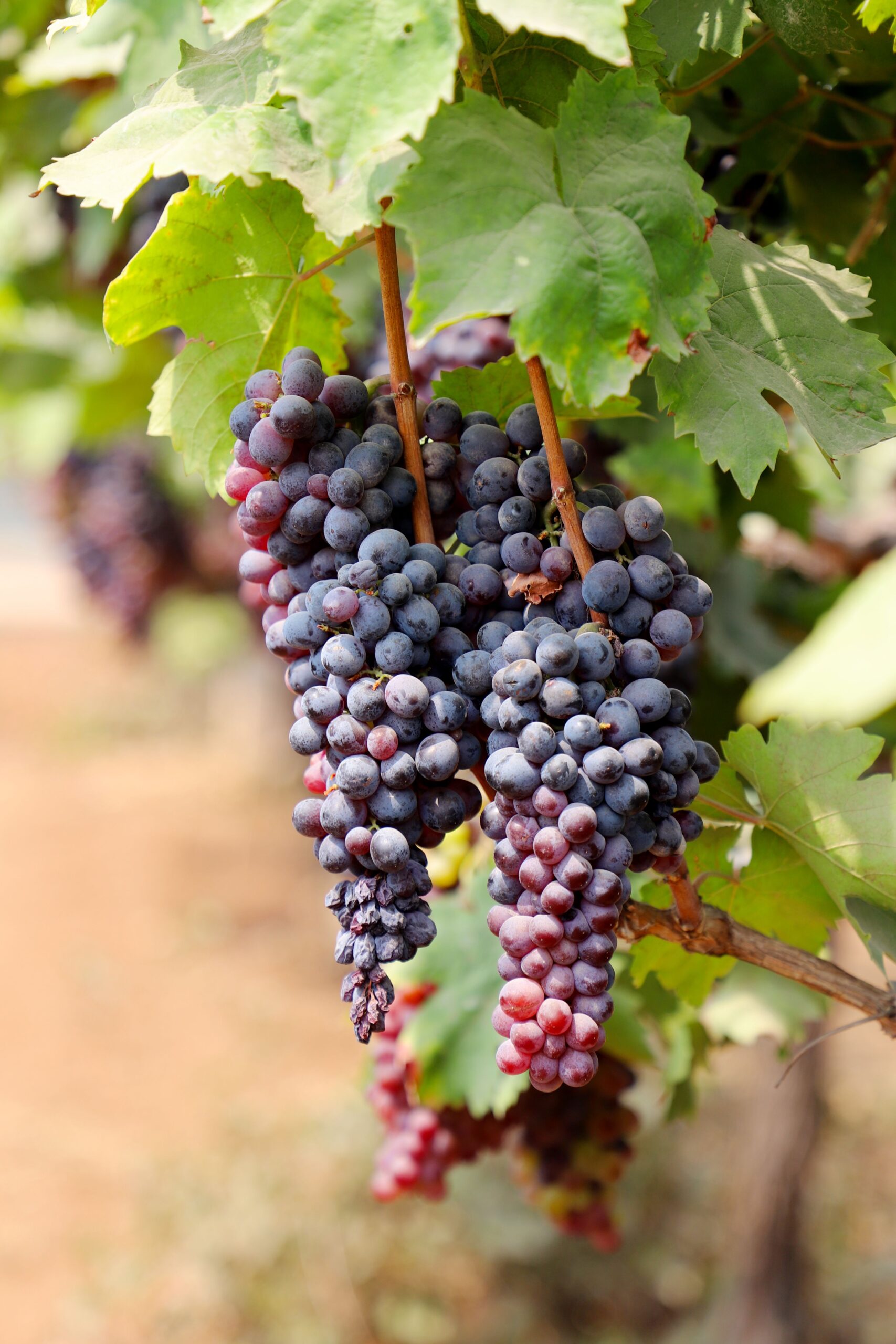 Amador County & Sutter Creek Wine Country: The Weekend Guide