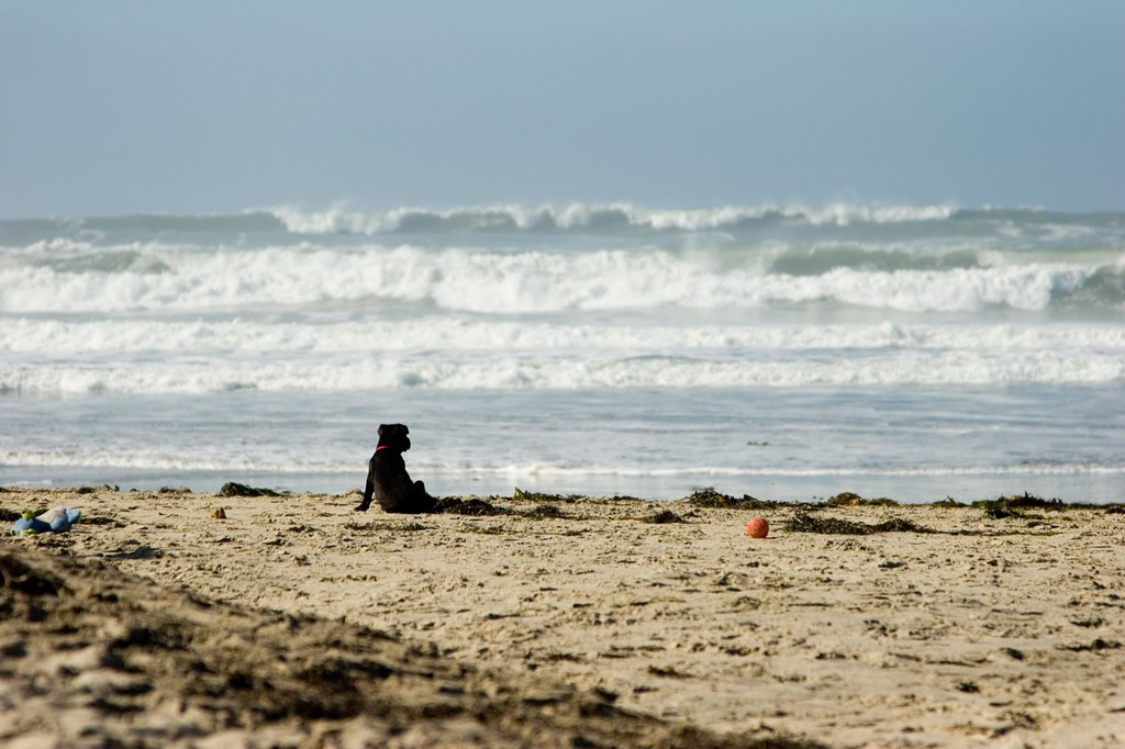 Black dog sitting on the sand watching ocean waves at a San Diego beach