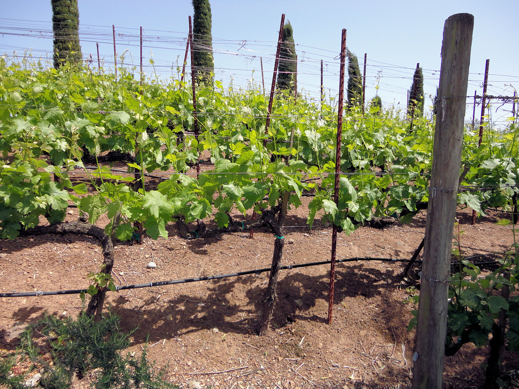 How to Visit Napa & Sonoma Without a Car