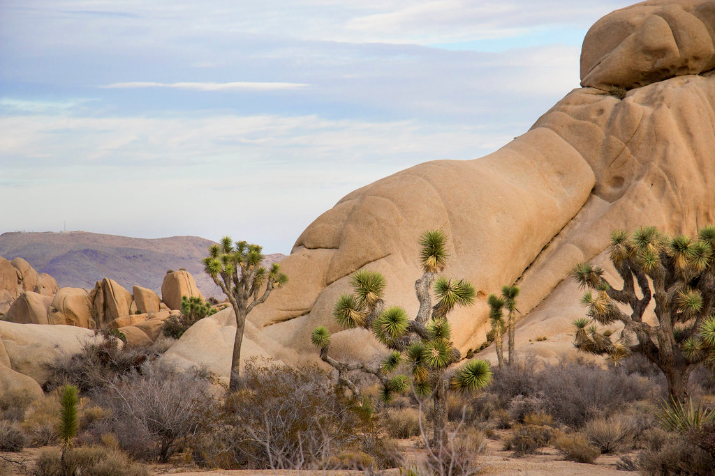 Joshua Tree Camping Guide: Campgrounds, Fees, Water, and When to Go