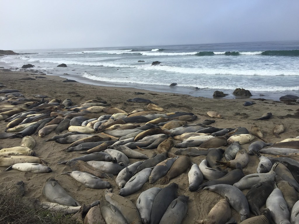 Best Time to See Elephant Seals in San Simeon (Piedras Blancas Guide)