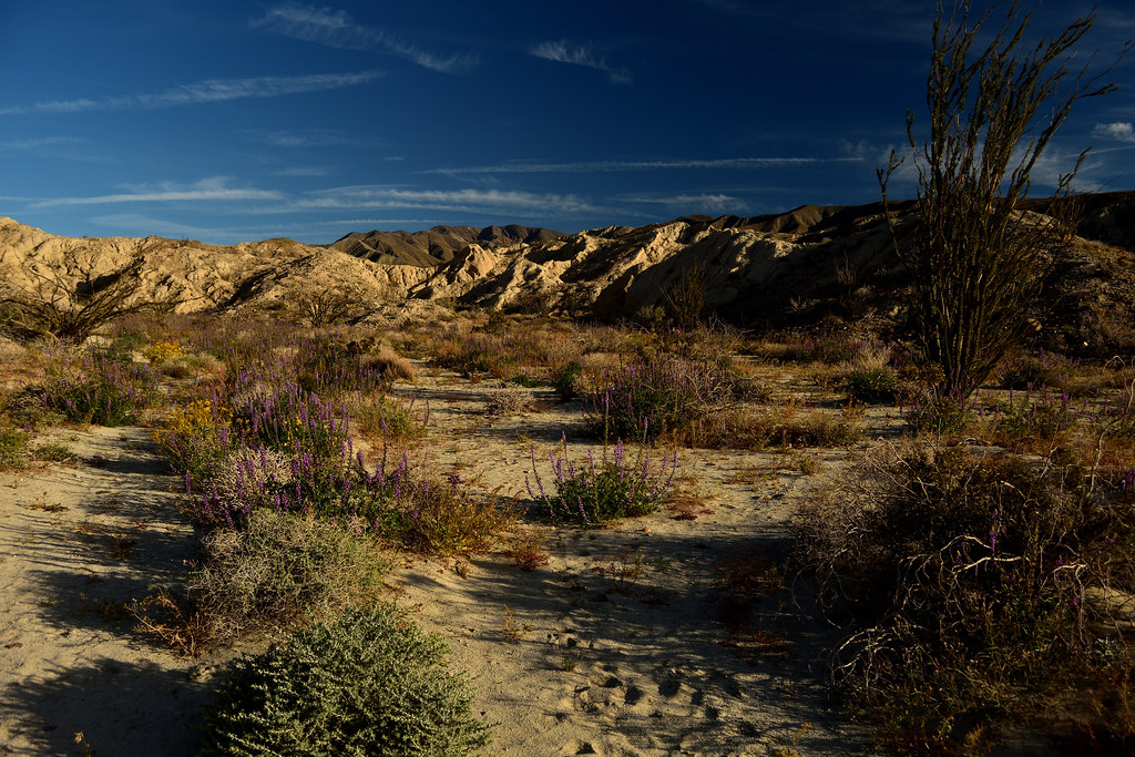 Anza-Borrego Wildflower Super Bloom: When to Go (and How to Actually Time It)
