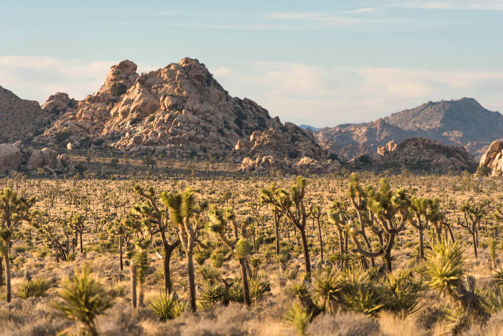 What to Pack for Joshua Tree: A Desert Packing List for Day Trips