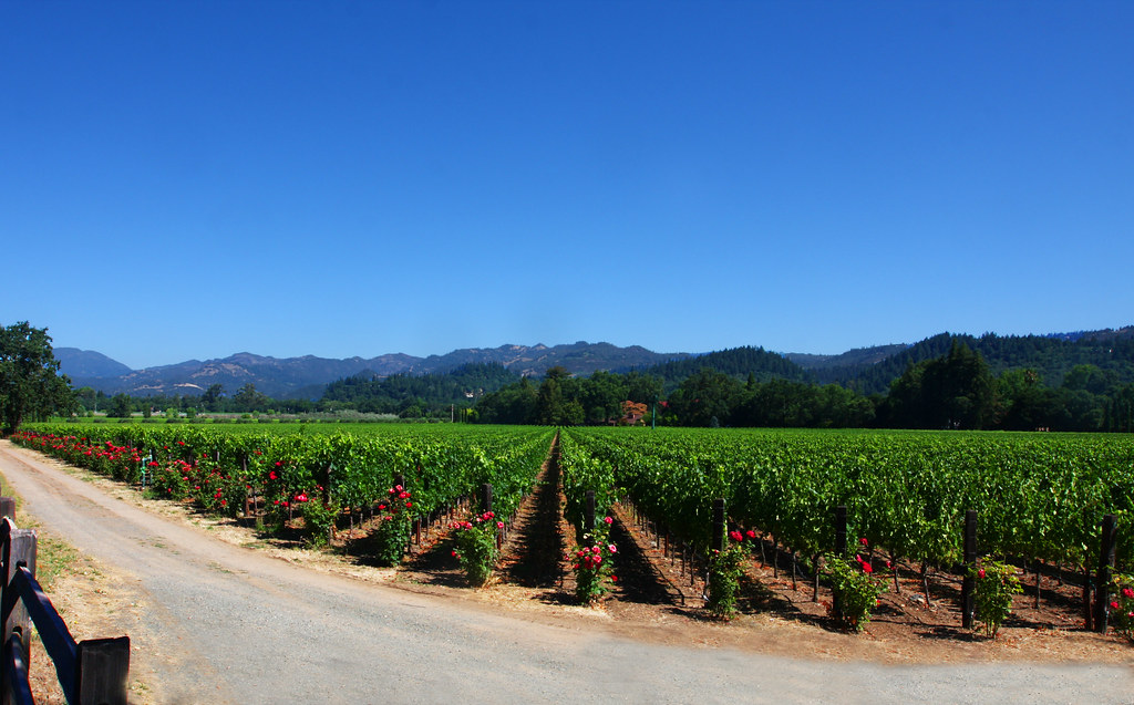 Rows of vineyards leading toward mountains under a clear blue sky in California wine country